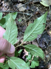 Viburnum prunifolium