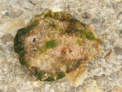 Maja brachydactyla