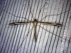 Tipula nova