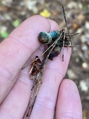 Lactarius rubrilacteus