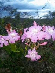 Fridericia