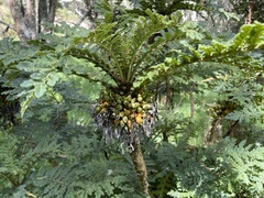Cyanea shipmanii
