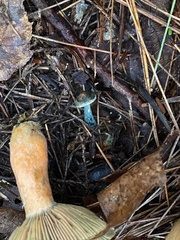 Lactarius rubrilacteus