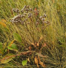 Goniolimon speciosum