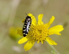 Acmaeodera solitaria