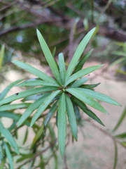 Podocarpus henkelii