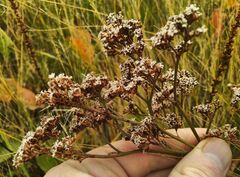 Goniolimon speciosum