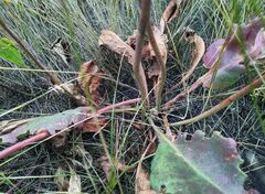 Goniolimon speciosum