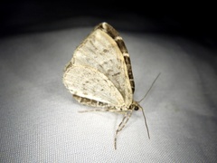 Evecliptopera illitata illitata