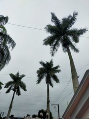 Roystonea borinquena