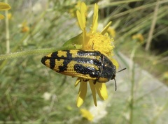 Acmaeodera amplicollis