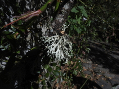 Ramalina farinacea