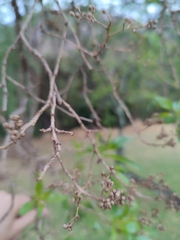 Heteropyxis natalensis