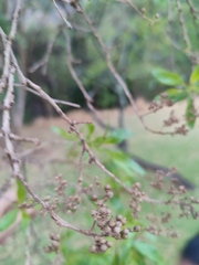 Heteropyxis natalensis