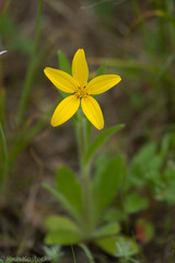 Lindheimera texana