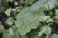 Pelargonium zonale