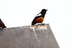 Thamnolaea cinnamomeiventris