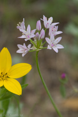 Allium drummondii