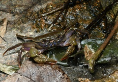 Indochinamon chinghungense