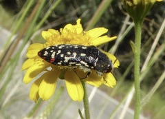 Acmaeodera rubronotata