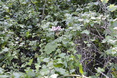 Pelargonium zonale