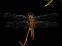 Tramea transmarina