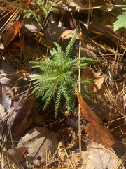 Dendrolycopodium
