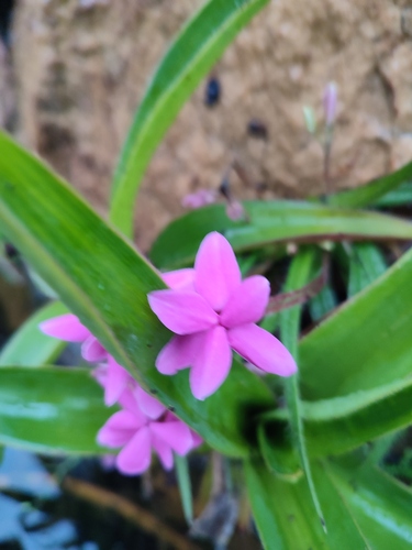 Rhodohypoxis baurii iNat (2)