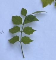Campsis