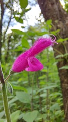 Salvia curviflora