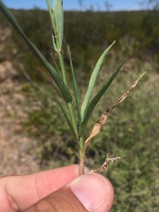 Panicum hirticaule
