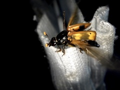 Nicrophorus quadripunctatus
