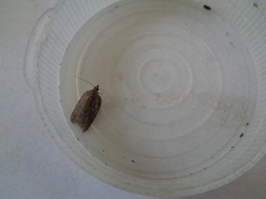 Acleris sparsana