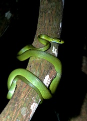 Boiga cyanea
