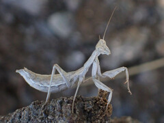 Pseudoyersinia pilipes