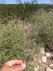 Panicum hirticaule