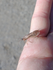 Anabolia