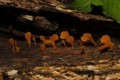Dacrymyces spathularia