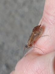 Anabolia
