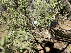 Juniperus occidentalis