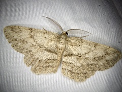 Hypomecis roboraria displicens