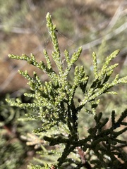 Juniperus occidentalis