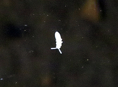 Coecobrya tenebricosa