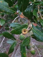 Belonocnema treatae