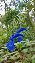 Salvia patens