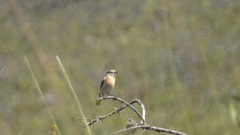 Saxicola torquatus