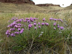 Saussurea salicifolia