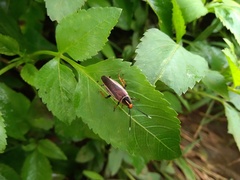 Hemithyrsocera histrio