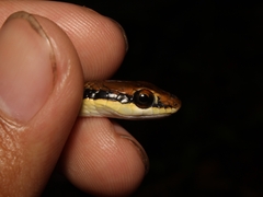 Dendrelaphis pictus
