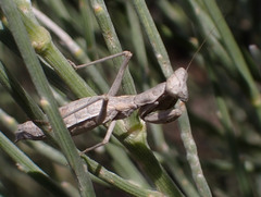 Pseudoyersinia pilipes